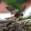 fc sinsheim 26 Petra Oechsner